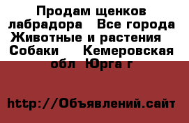 Продам щенков лабрадора - Все города Животные и растения » Собаки   . Кемеровская обл.,Юрга г.